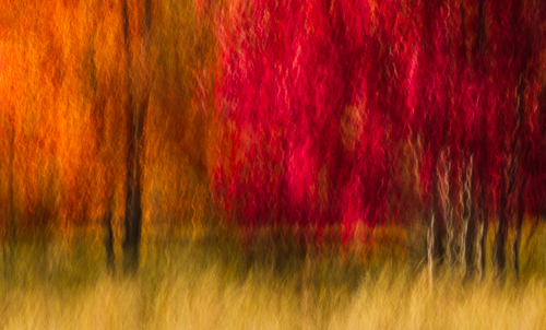 Exhibits/Awards - Lynne Shackleton Ford - Fine Art Photography