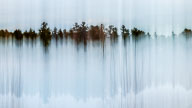 Color and Movement in Nature